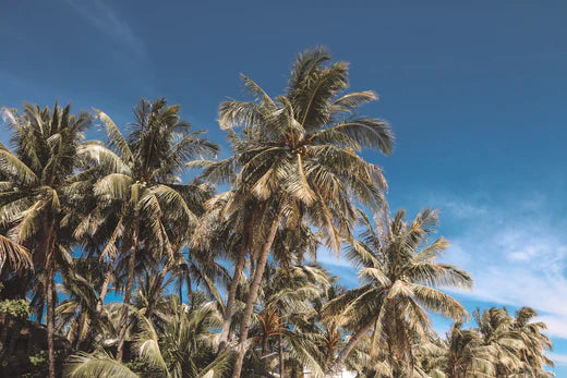 A Tropical Escape